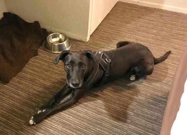Luna in the hotel room, whilst travelling between Ealing in London and her new home in Mijas Costa, S.Spain.